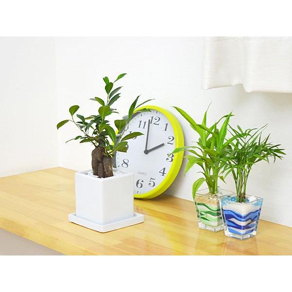 観葉植物 ガジュマル キューブ陶器鉢植え 多幸の木 新発売