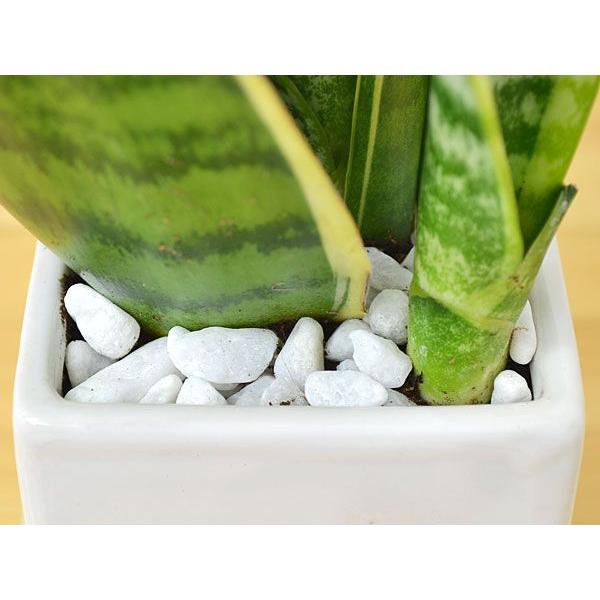 観葉植物 サンスベリア サンセベリア キューブ陶器鉢植え Sskan フラワーコーポレーション 通販 Yahoo ショッピング