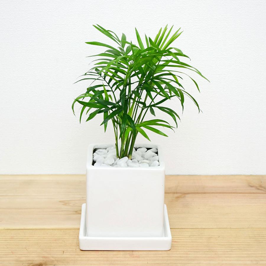 観葉植物 テーブルヤシ キューブ陶器鉢植え Sskan フラワーコーポレーション 通販 Yahoo ショッピング