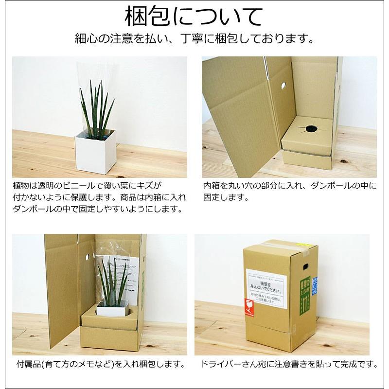 観葉植物 テーブルヤシ キューブ陶器鉢植え Sskan フラワーコーポレーション 通販 Yahoo ショッピング