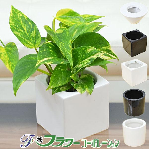 格安販売中 ミニ観葉植物 ポトス ハイドロカルチャースタイリッシュ陶器鉢付き