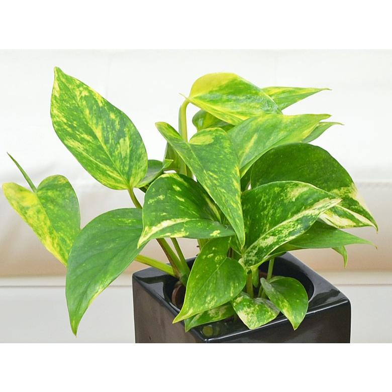 セール 特集 ミニ観葉植物 ポトス ハイドロカルチャースタイリッシュ陶器鉢付き Wantannas Go Id