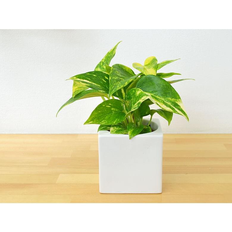 ミニ観葉植物 ポトス ハイドロカルチャースタイリッシュ陶器鉢付き Sskan フラワーコーポレーション 通販 Yahoo ショッピング