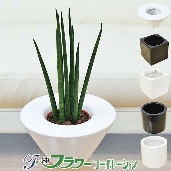 ミニ観葉植物 サンスベリア バキュラリス ハイドロカルチャースタイリッシュ陶器鉢付き Sskan フラワーコーポレーション 通販 Yahoo ショッピング