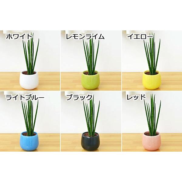 5 大好評 ミニ観葉植物 サンスベリア バキュラリス陶器鉢付き ハイドロカルチャー Wantannas Go Id