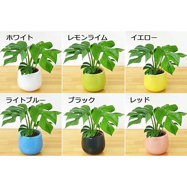 ミニ観葉植物 ヒメモンステラ陶器鉢付き(ハイドロカルチャー 