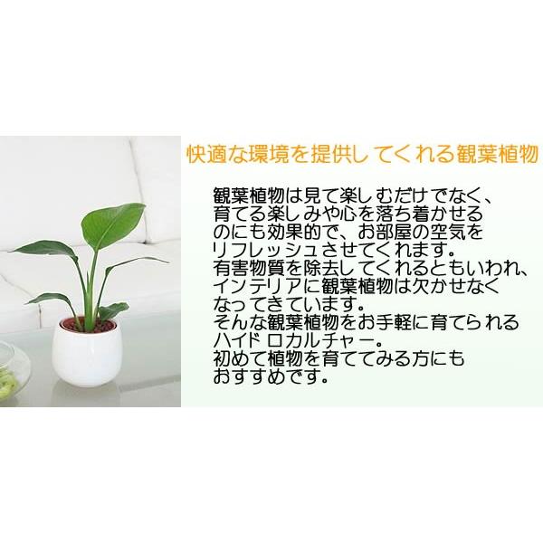 ミニ観葉植物 ヒメモンステラ陶器鉢付き(ハイドロカルチャー)｜flower-c｜06