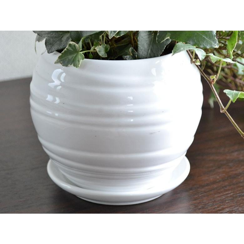 観葉植物 アイビー ヘデラ ロング おしゃれ お祝い ボール形陶器鉢植え Sskan フラワーコーポレーション 通販 Yahoo ショッピング
