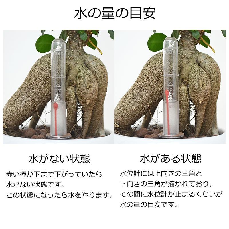 観葉植物 ガジュマル ハイドロカルチャー 水耕栽培 水位計付き 陶器鉢植え ホワイト おしゃれ お祝い Sskan フラワーコーポレーション 通販 Yahoo ショッピング