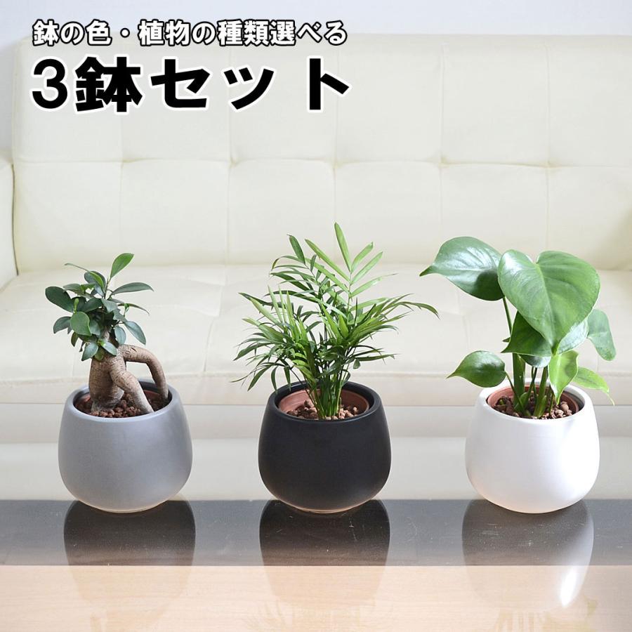 2178円 50%OFF 観葉植物 ミニ ハイドロカルチャー 水耕栽培 3鉢セット 陶器鉢付き モンステラ ガジュマル パキラ コロン おしゃれ  お祝い 送料無料