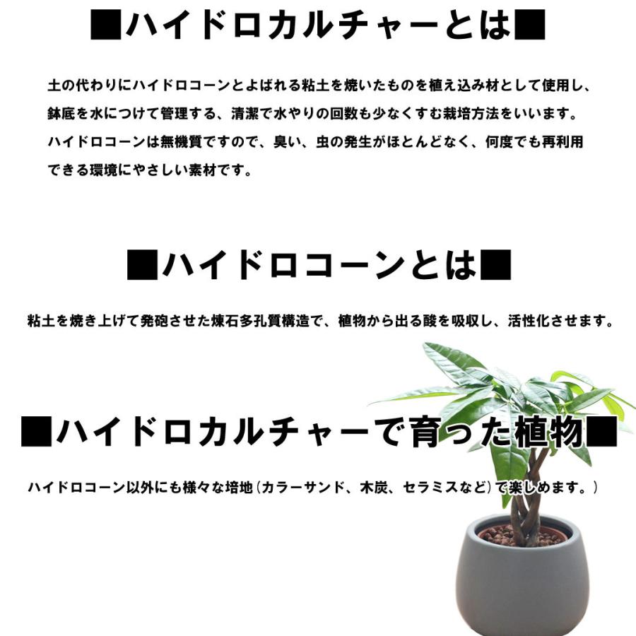 公式 観葉植物 ミニ ハイドロカルチャー 水耕栽培 3鉢セット 陶器鉢付き モンステラ ガジュマル パキラ コロン おしゃれ お祝い 送料無料