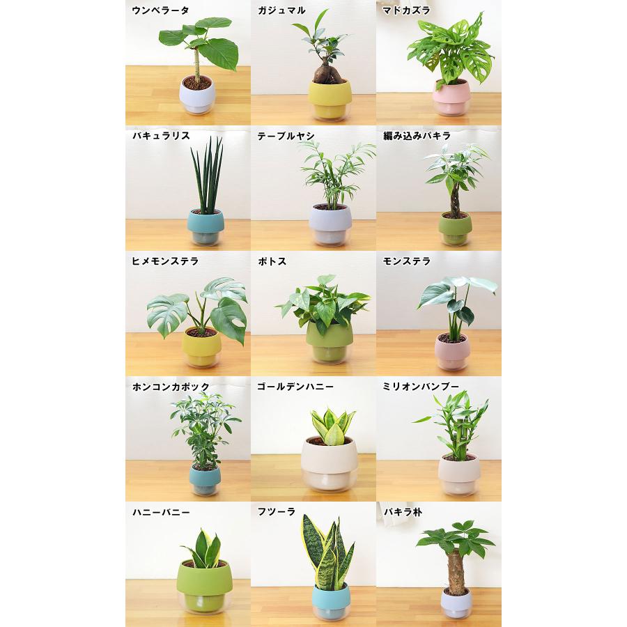 観葉植物 ミニ ハイドロカルチャー 水耕栽培 3鉢セット 水位がわかる鉢