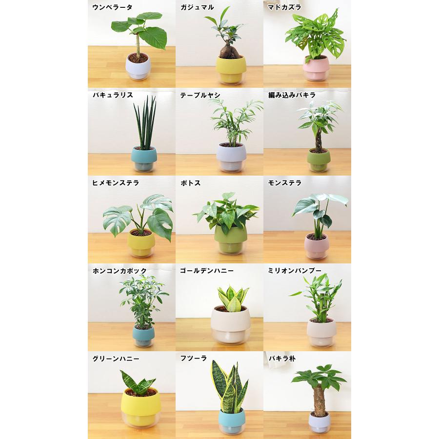 観葉植物 ミニ ハイドロカルチャー 水耕栽培 3鉢セット 水位がわかる鉢