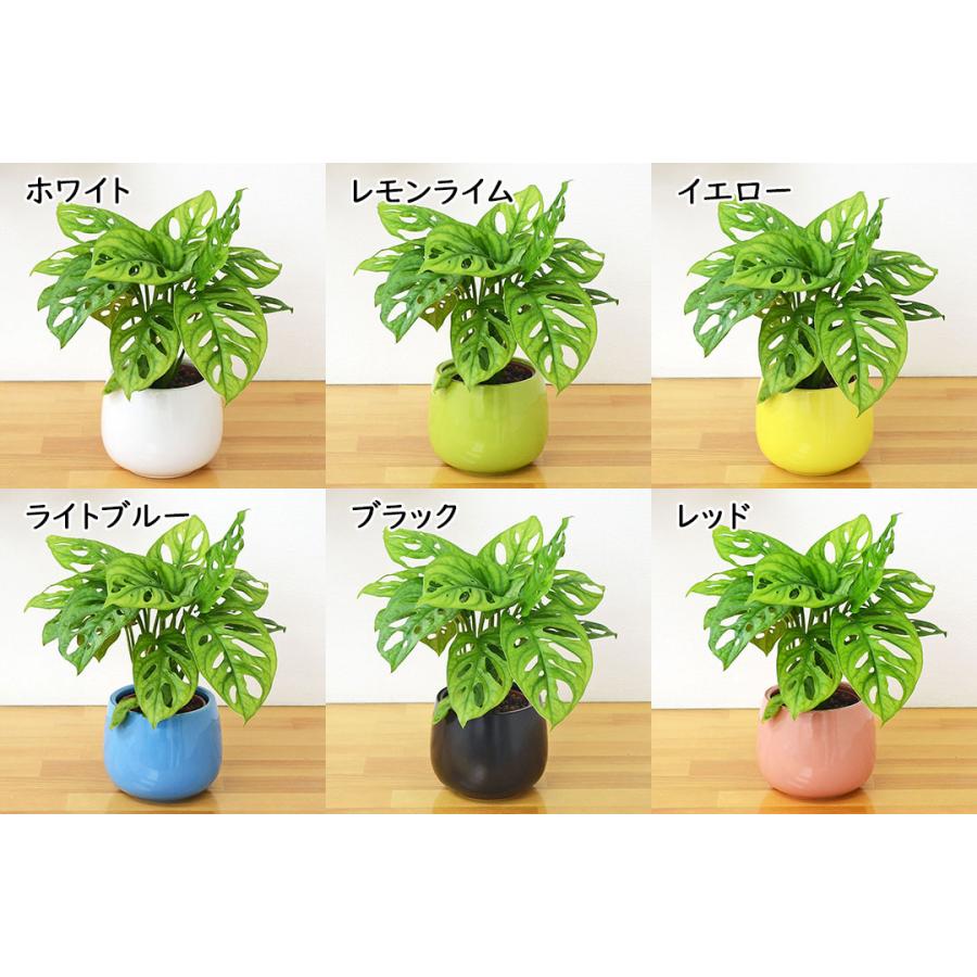 観葉植物 ミニ マドカズラ 窓葛 モンステラ ハイドロカルチャー 水耕