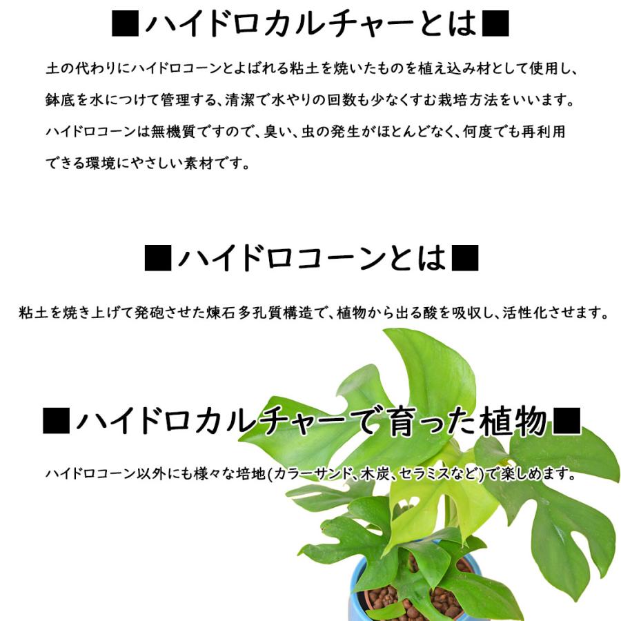 観葉植物 ミニ マドカズラ 窓葛 モンステラ ハイドロカルチャー 水耕