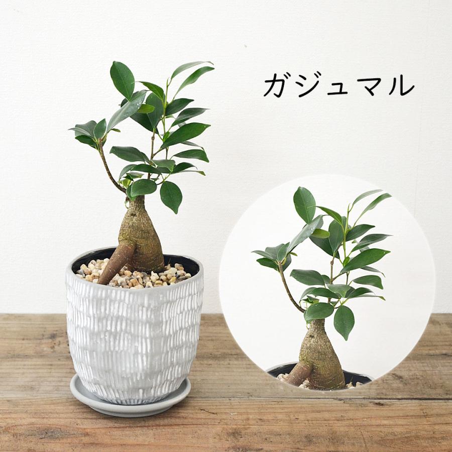 観葉植物 ガジュマル パキラ ポトス テーブルヤシ パンダ チャメドレア