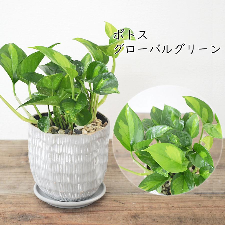 観葉植物 ガジュマル パキラ ポトス テーブルヤシ パンダ チャメドレア