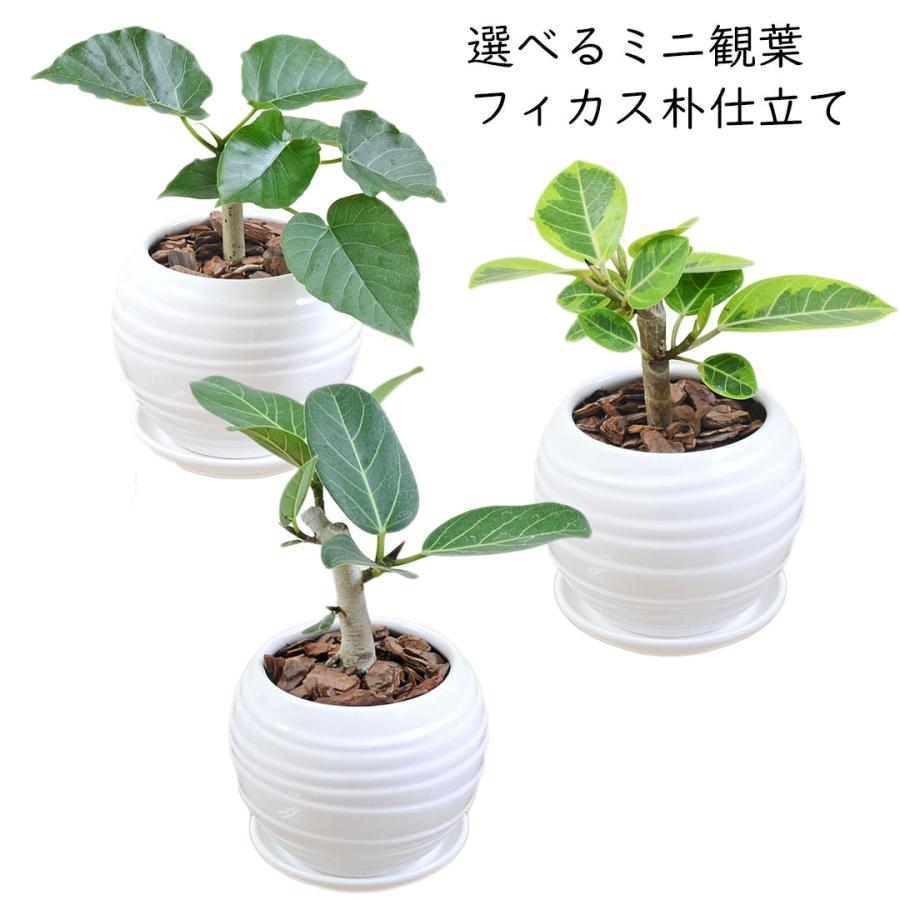 観葉植物 ウンベラータ アルテシーマ ベンガレンシス ベンガルゴム