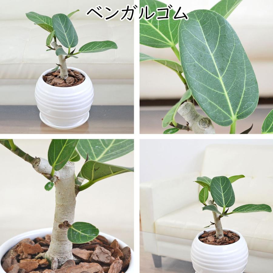 観葉植物 ウンベラータ アルテシーマ ベンガレンシス ベンガルゴム