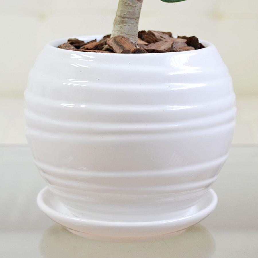 観葉植物 ウンベラータ アルテシーマ ベンガレンシス ベンガルゴム