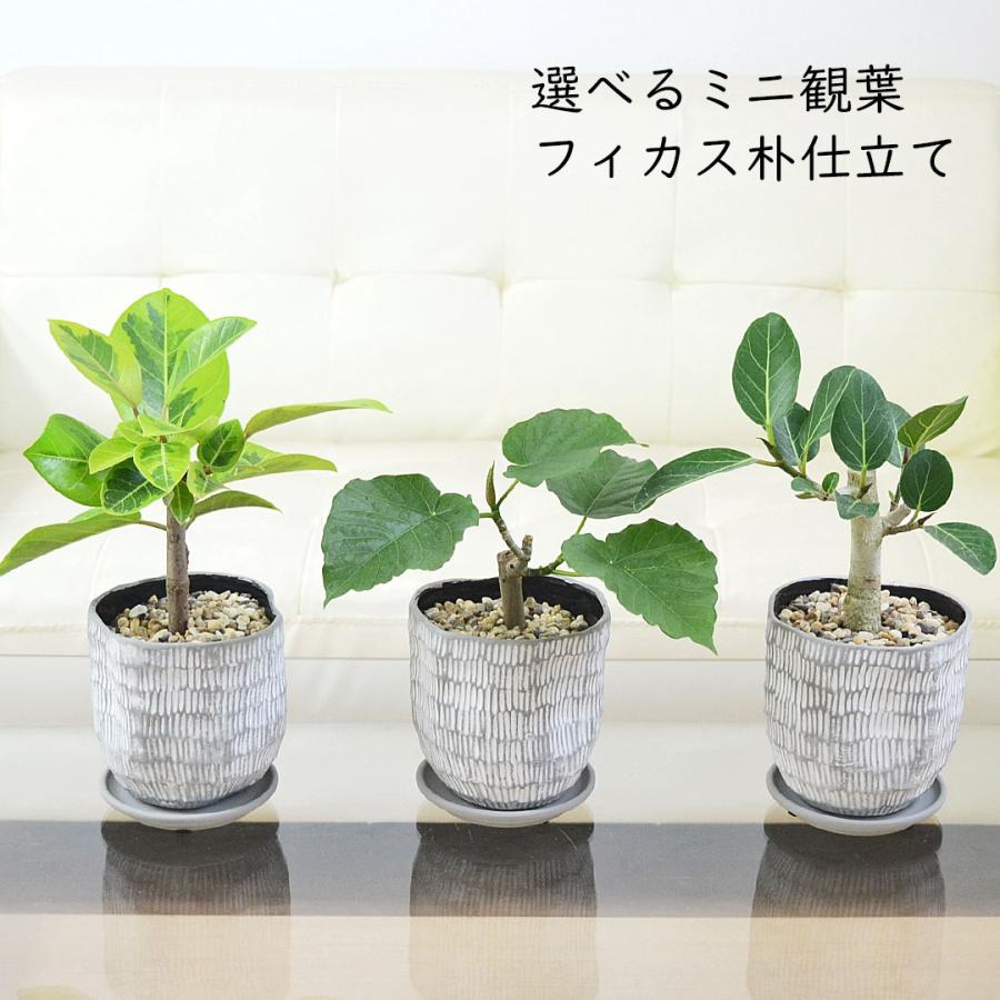 観葉植物 ウンベラータ アルテシーマ ベンガレンシス ベンガルゴム