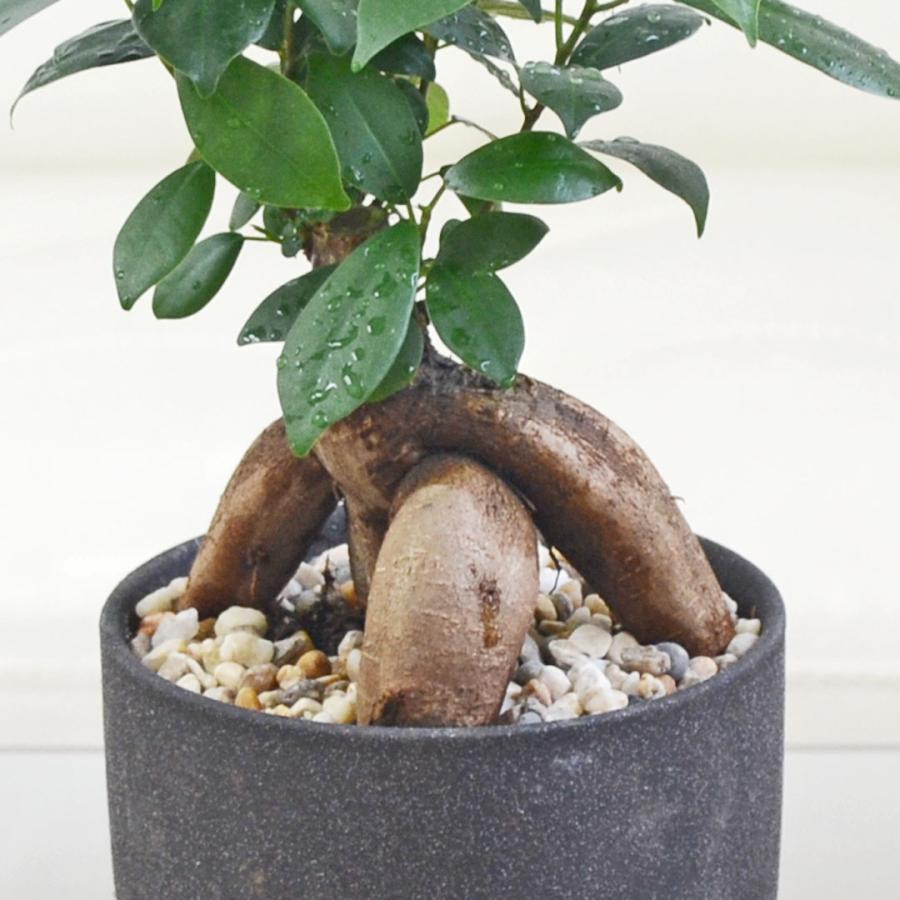 観葉植物 ガジュマル 多幸の木 ゴム フィカス 4号 陶器鉢 レヒーポット