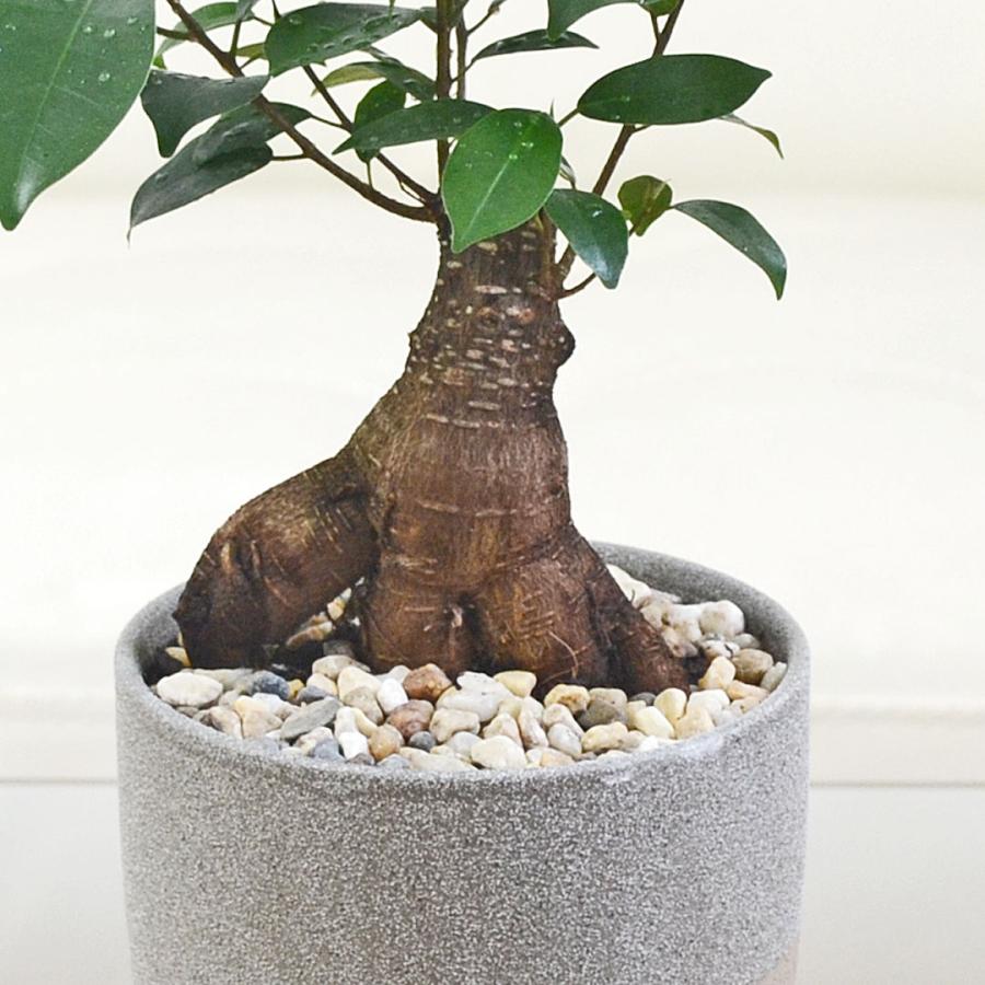 観葉植物 ガジュマル 多幸の木 ゴム フィカス 4号 陶器鉢 レヒーポット