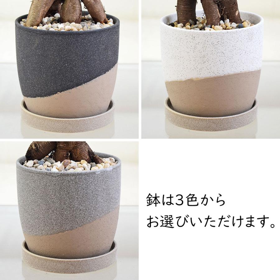 爆レア 斑入り ガジュマル オリジナル 鉢ごと フィカス ゴムの木 観葉植物 ガジュマル 多幸の木 ゴム フィカス 4号 陶器鉢 レヒーポット