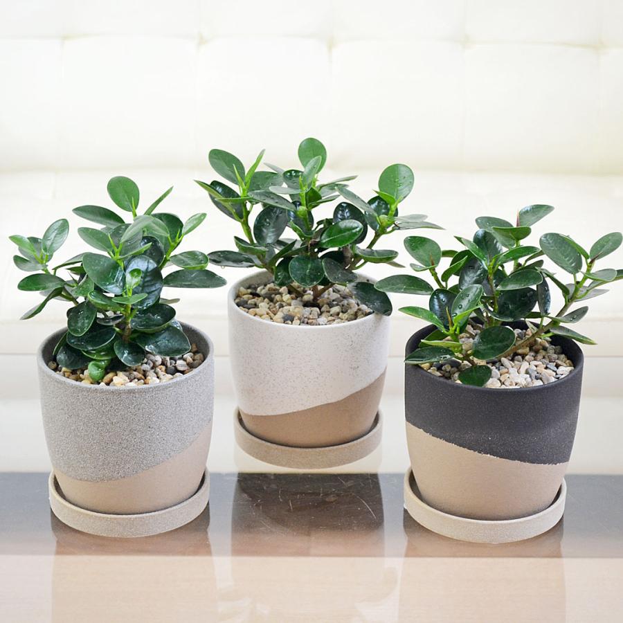 ポ*タ様 パンダガジュマル 斑入り 接木・鉢込 パンダガジュマル