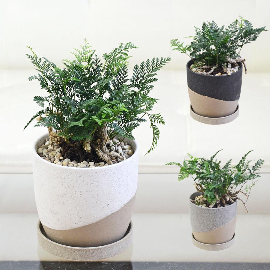 トキワシノブ盆栽 軽石仕立陶器鉢付き( 3/23撮影) 観葉植物 トキワシノブ シダ 猫の手 陶器鉢 レヒーポット 選べる ミニ