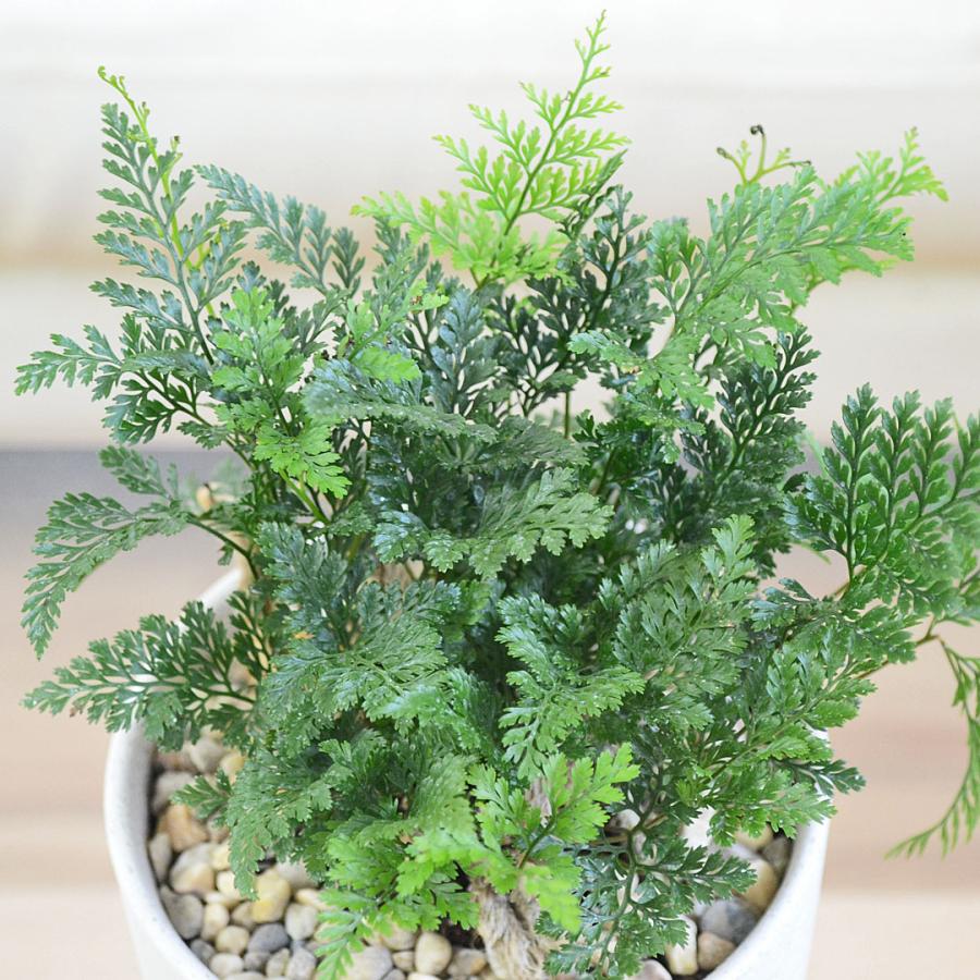 観葉植物 トキワシノブ シダ 猫の手 陶器鉢 レヒーポット 選べる ミニ