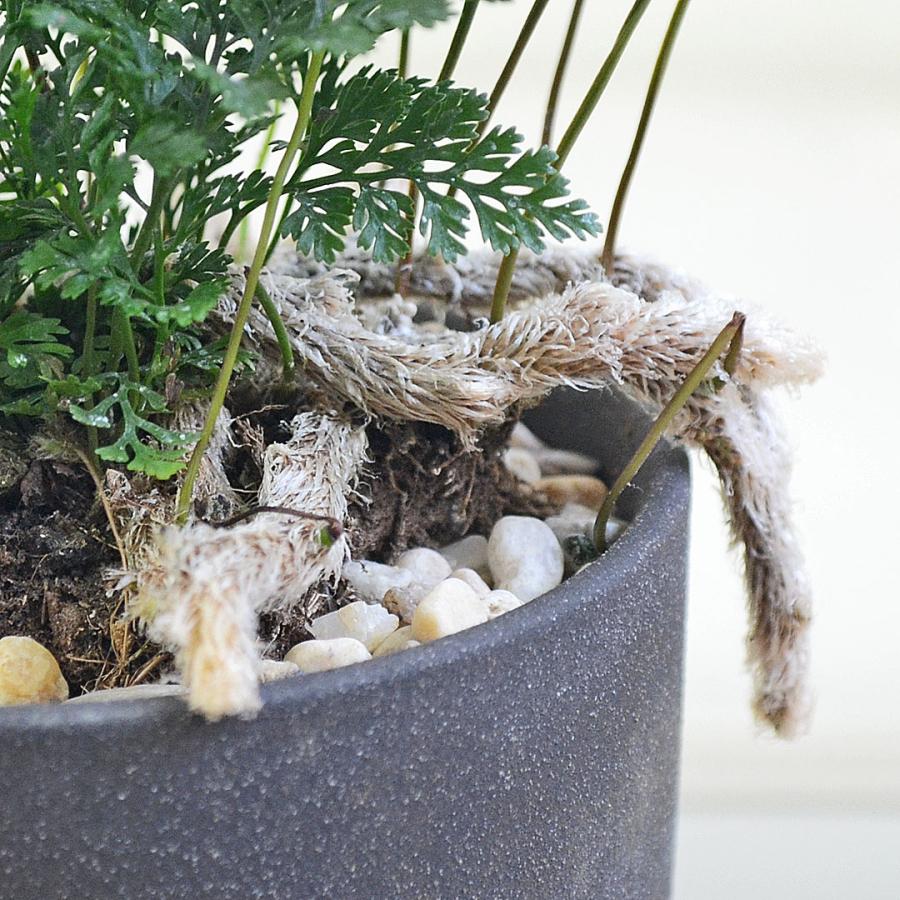 観葉植物 トキワシノブ シダ 猫の手 陶器鉢 レヒーポット 選べる ミニ