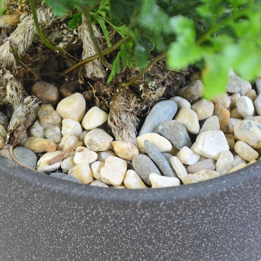 観葉植物 トキワシノブ シダ 猫の手 陶器鉢 レヒーポット 選べる ミニ