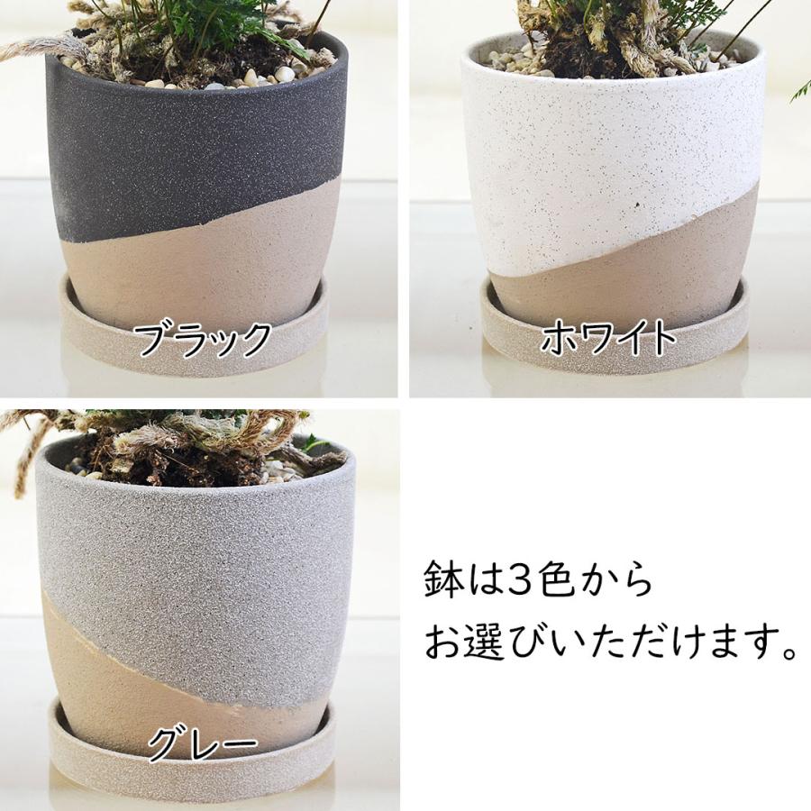 トキワシノブ盆栽 軽石仕立陶器鉢付き( 3/23撮影) 観葉植物 トキワシノブ シダ 猫の手 陶器鉢 レヒーポット 選べる ミニ