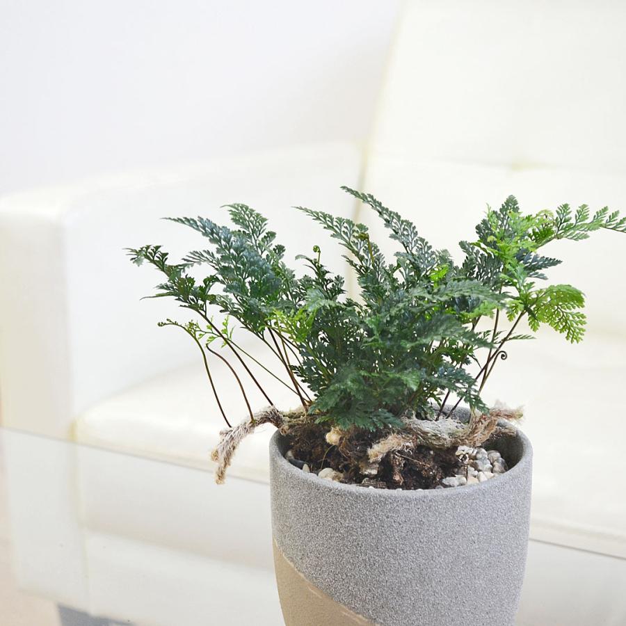 観葉植物 トキワシノブ シダ 猫の手 陶器鉢 レヒーポット 選べる ミニ