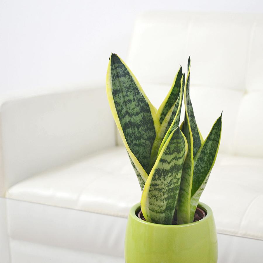 観葉植物 ミニ サンスベリア フツーラ サンセベリア ハイドロ