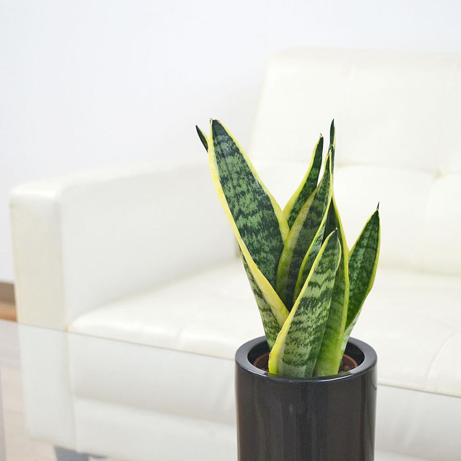 観葉植物 ミニ サンスベリア フツーラ サンセベリア ハイドロ