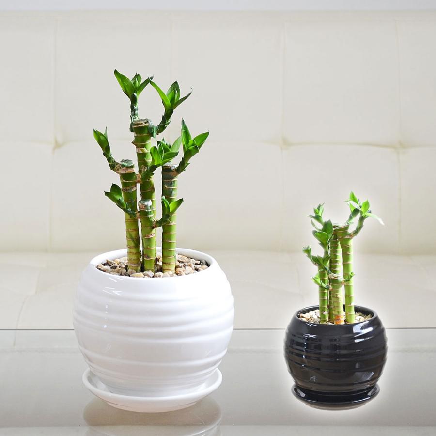 観葉植物 キングバンブー ミリオンバンブー ドラセナ サンデリアーナ