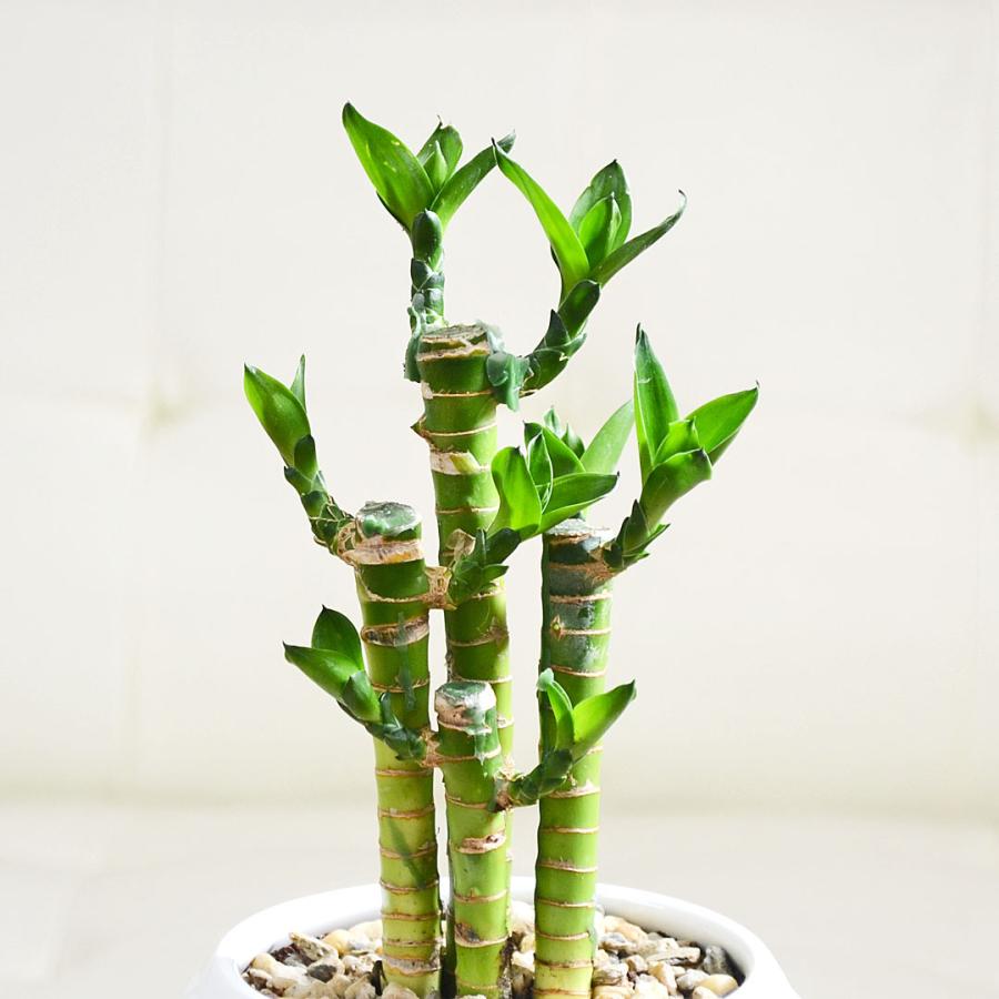 観葉植物 キングバンブー ミリオンバンブー ドラセナ サンデリアーナ