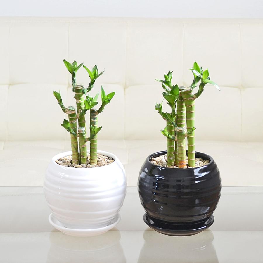 観葉植物 キング 鉢植え 観葉植物 キングバンブー ミリオンバンブー ドラセナ サンデリアーナ