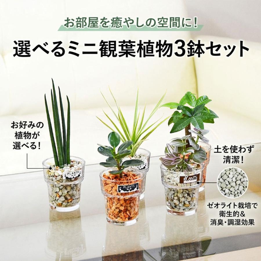 観葉植物 ミニ ハイドロカルチャー 水耕栽培 ガラス 3鉢セット 植物の