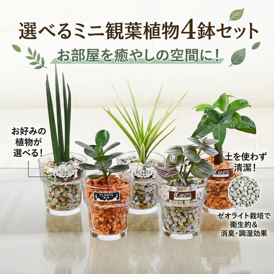 観葉植物 ミニ ハイドロカルチャー 水耕栽培 ガラス 4鉢セット 植物の