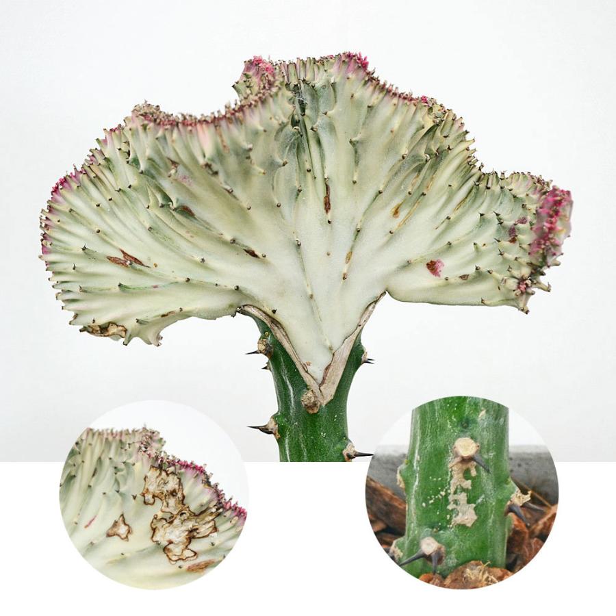 多肉植物 観葉植物 マハラジャ ユーフォルビア ラクテア クリスタータ セメント鉢植え コンクリート キューブ おしゃれ Tnk フラワーコーポレーション 通販 Yahoo ショッピング