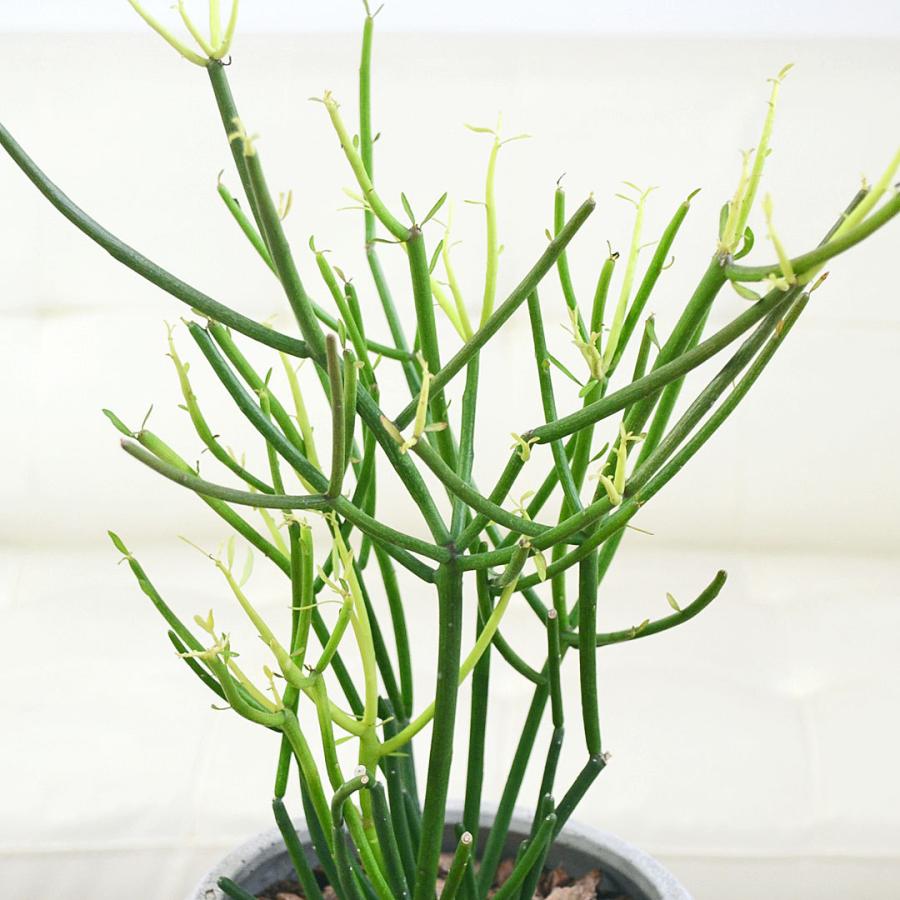 多肉植物 観葉植物 ユーフォルビア ミルクブッシュ ファイヤー