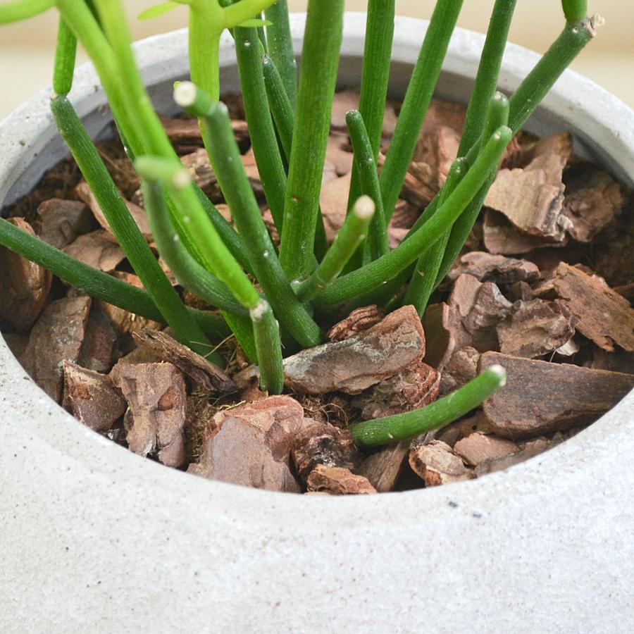 多肉植物 観葉植物 ユーフォルビア ミルクブッシュ ファイヤー