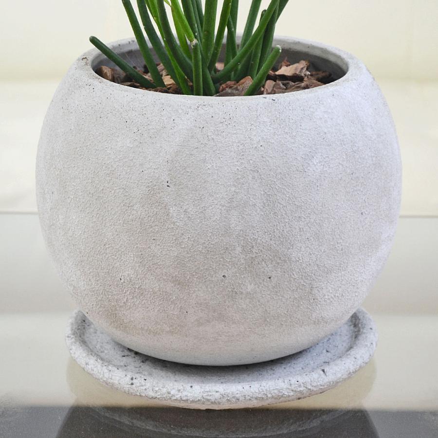 多肉植物 観葉植物 ユーフォルビア ミルクブッシュ ファイヤー