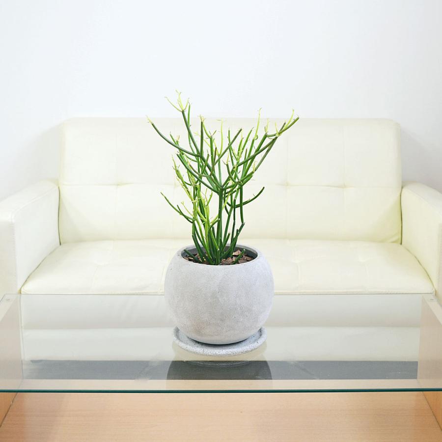 多肉植物 観葉植物 ユーフォルビア ミルクブッシュ ファイヤー