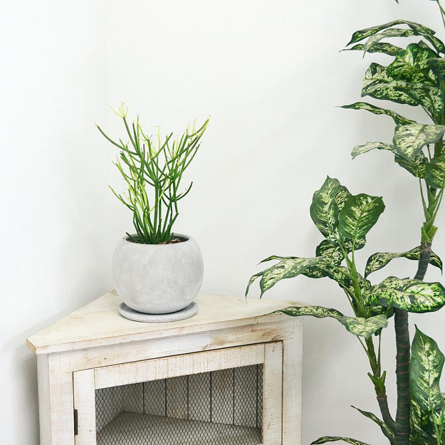 多肉植物 観葉植物 ユーフォルビア ミルクブッシュ ファイヤー