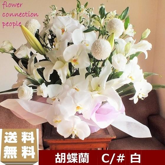 胡蝶蘭 お供え 花 ＬLサイズ お盆 新盆 四十九日 命日 供花 法事 枕花 御仏前｜flower-connection