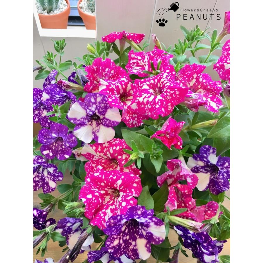 ハルディン ペチュニア ナイトスカイ ベイビードール2色混植 ５号ロングポット仕立て H Flower Green Peanuts 通販 Yahoo ショッピング